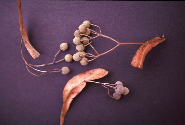 {Tilia heterophylla}